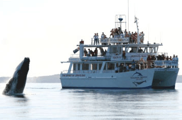 Dolphin Watch Cruises Logo and Images