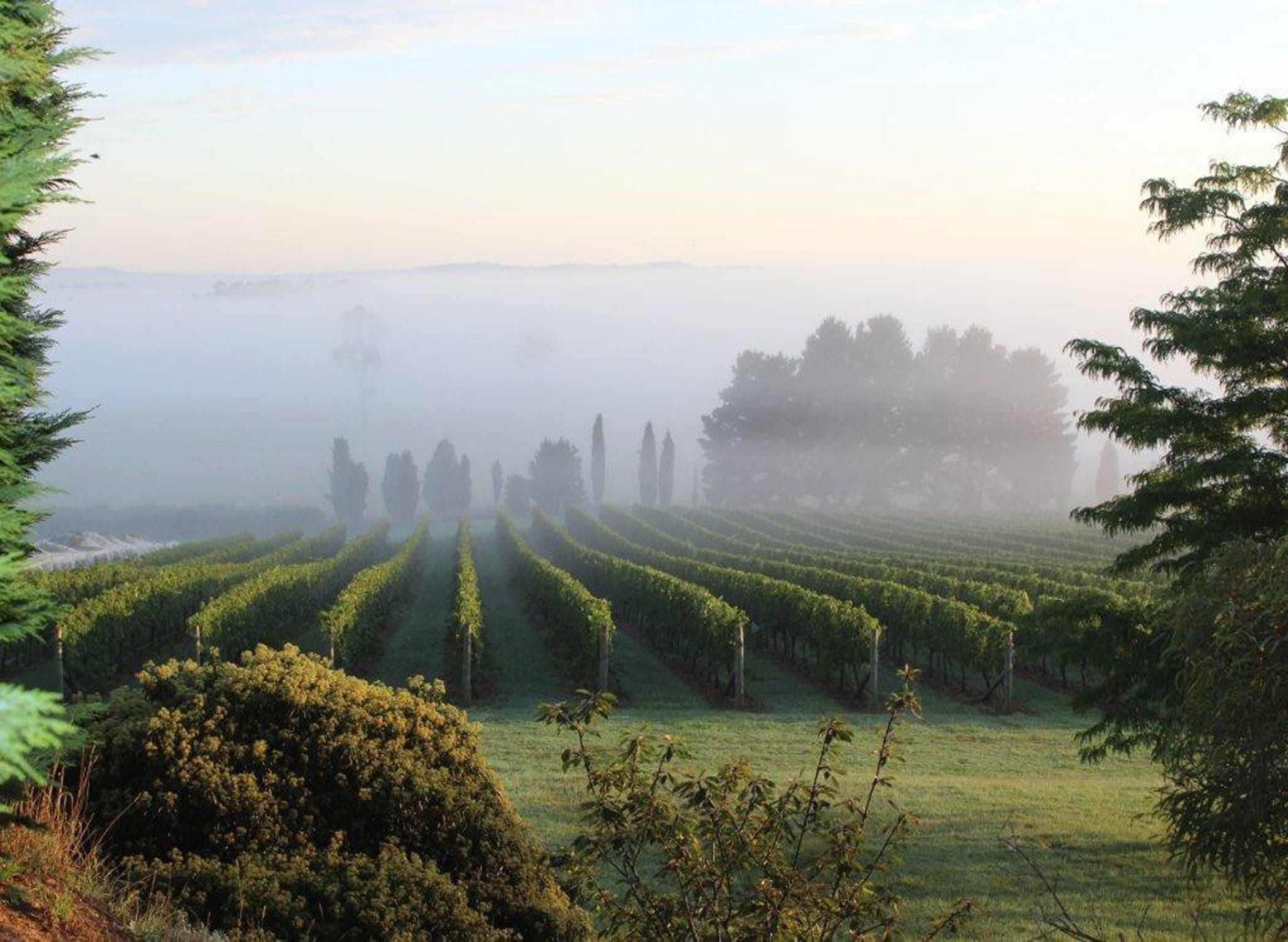 Cherry Tree Hill Wines Logo and Images