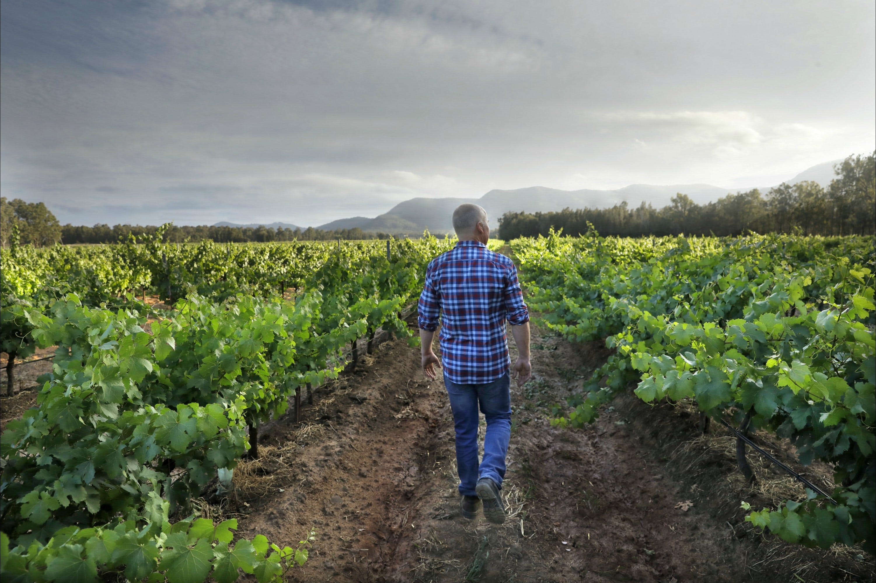 Thomas Wines Logo and Images