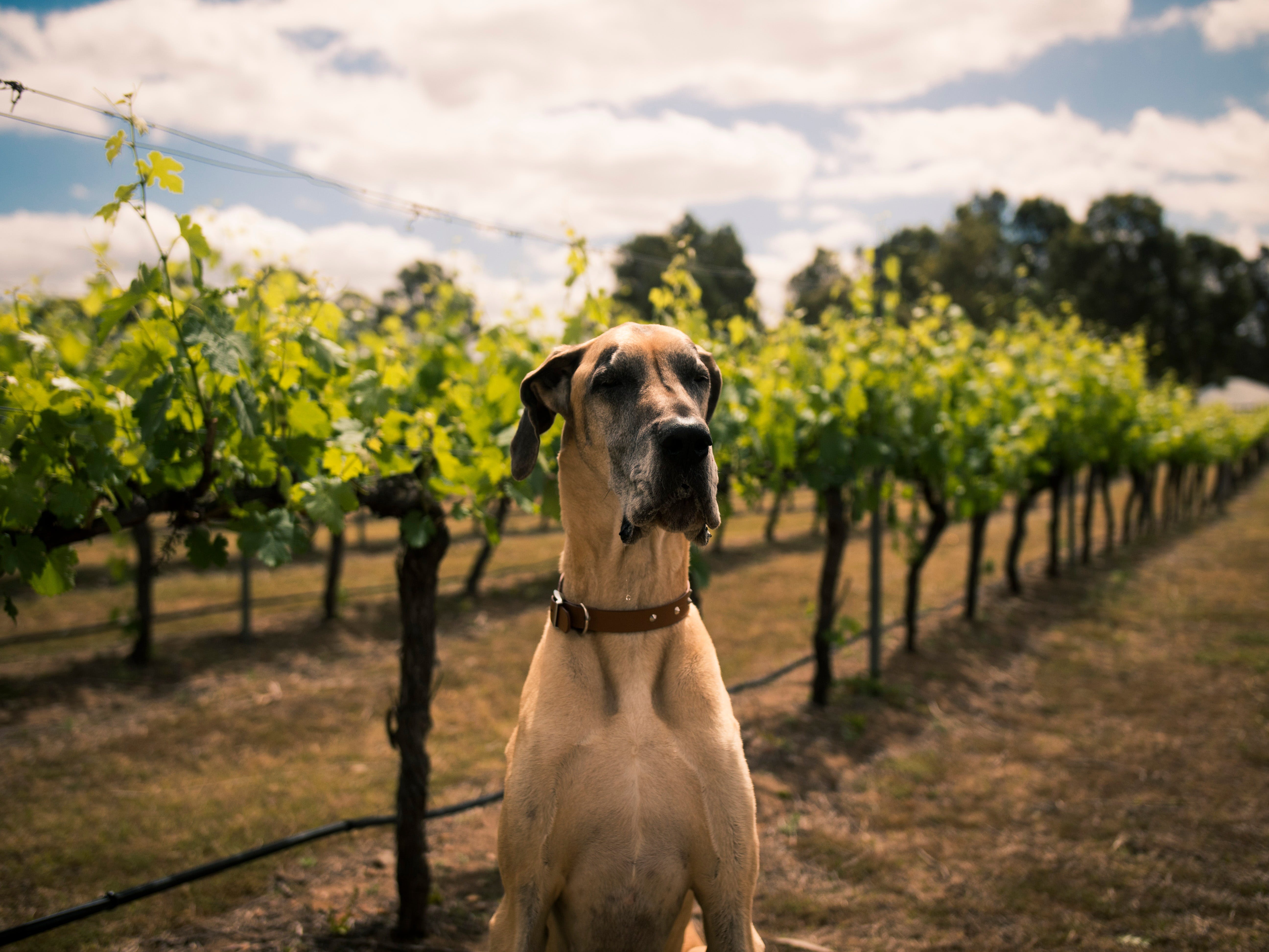 Oakvale Wines Logo and Images