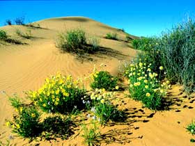 Simpson Desert National Park Image